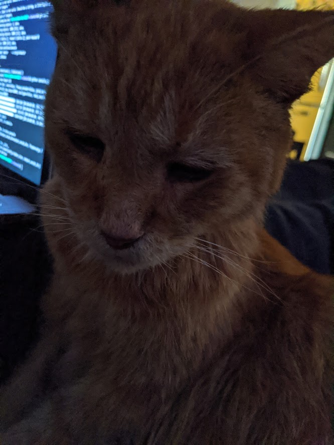 Picture of a cat engaged in developing the scientific ecosystem.