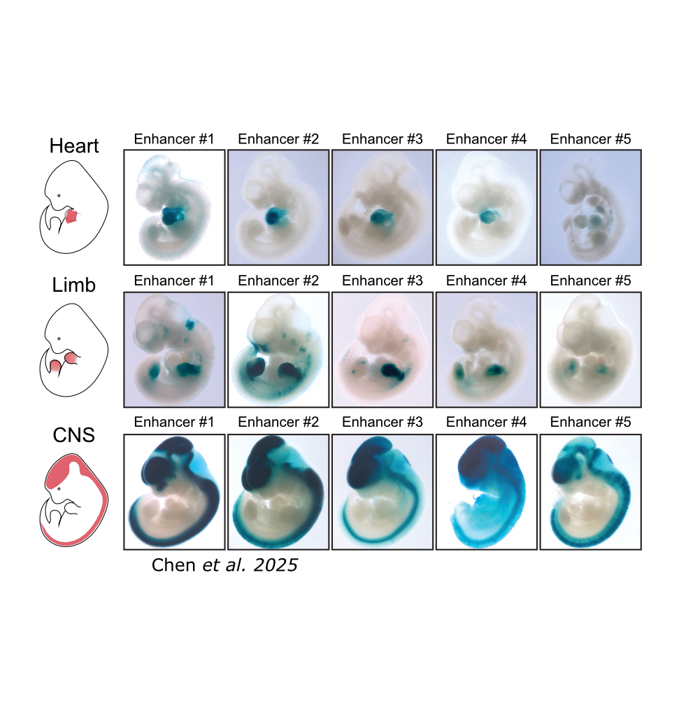 A scientific figure showing mouse embryos containing Ledidi-designed enhancers, glowing in target cell types.